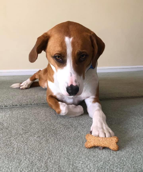 Dog Biscuits - Half Pound Bag