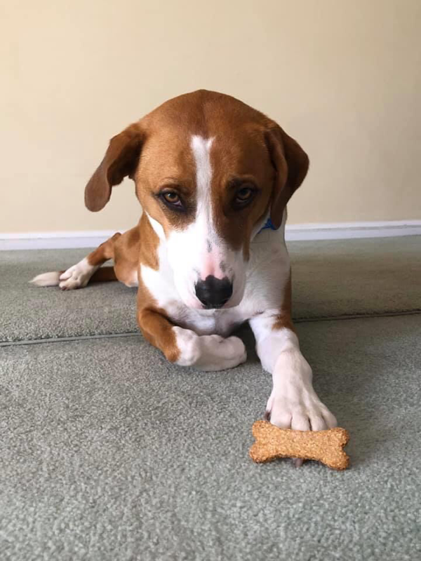 Dog Biscuits - Half Pound Bag